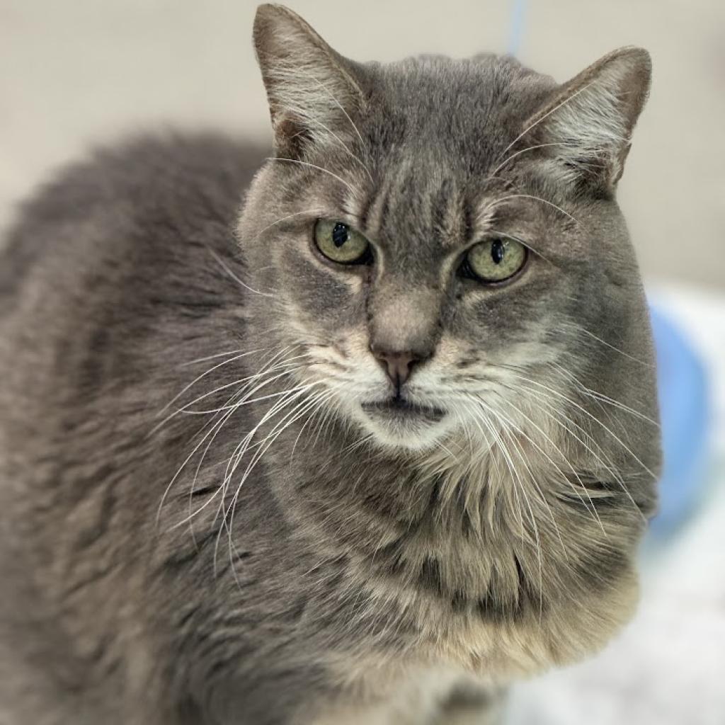 Grayson, an adoptable Domestic Short Hair in Jupiter, FL, 33458 | Photo Image 1