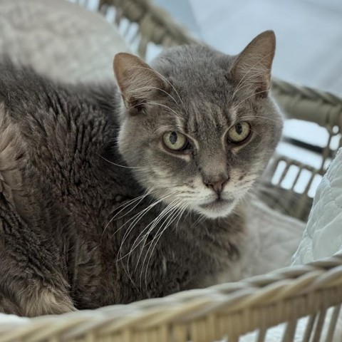 Grayson, an adoptable Domestic Short Hair in Jupiter, FL, 33458 | Photo Image 1