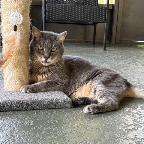 Grayson, an adoptable Domestic Short Hair in Jupiter, FL, 33458 | Photo Image 2