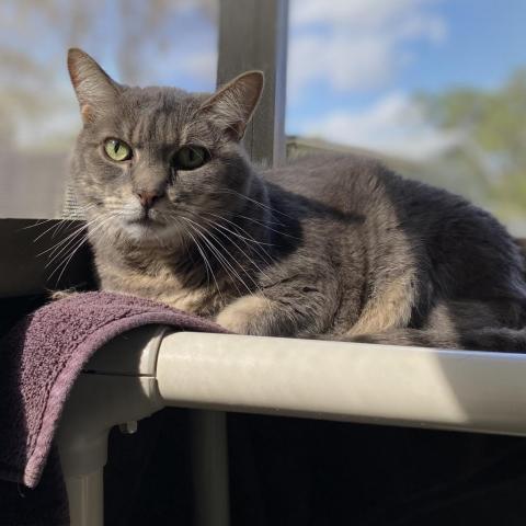 Grayson, an adoptable Domestic Short Hair in Jupiter, FL, 33458 | Photo Image 2