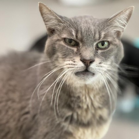 Grayson, an adoptable Domestic Short Hair in Jupiter, FL, 33458 | Photo Image 2