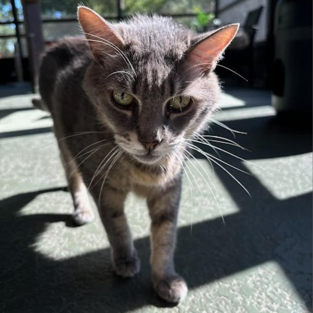 Grayson, an adoptable Domestic Short Hair in Jupiter, FL, 33458 | Photo Image 3