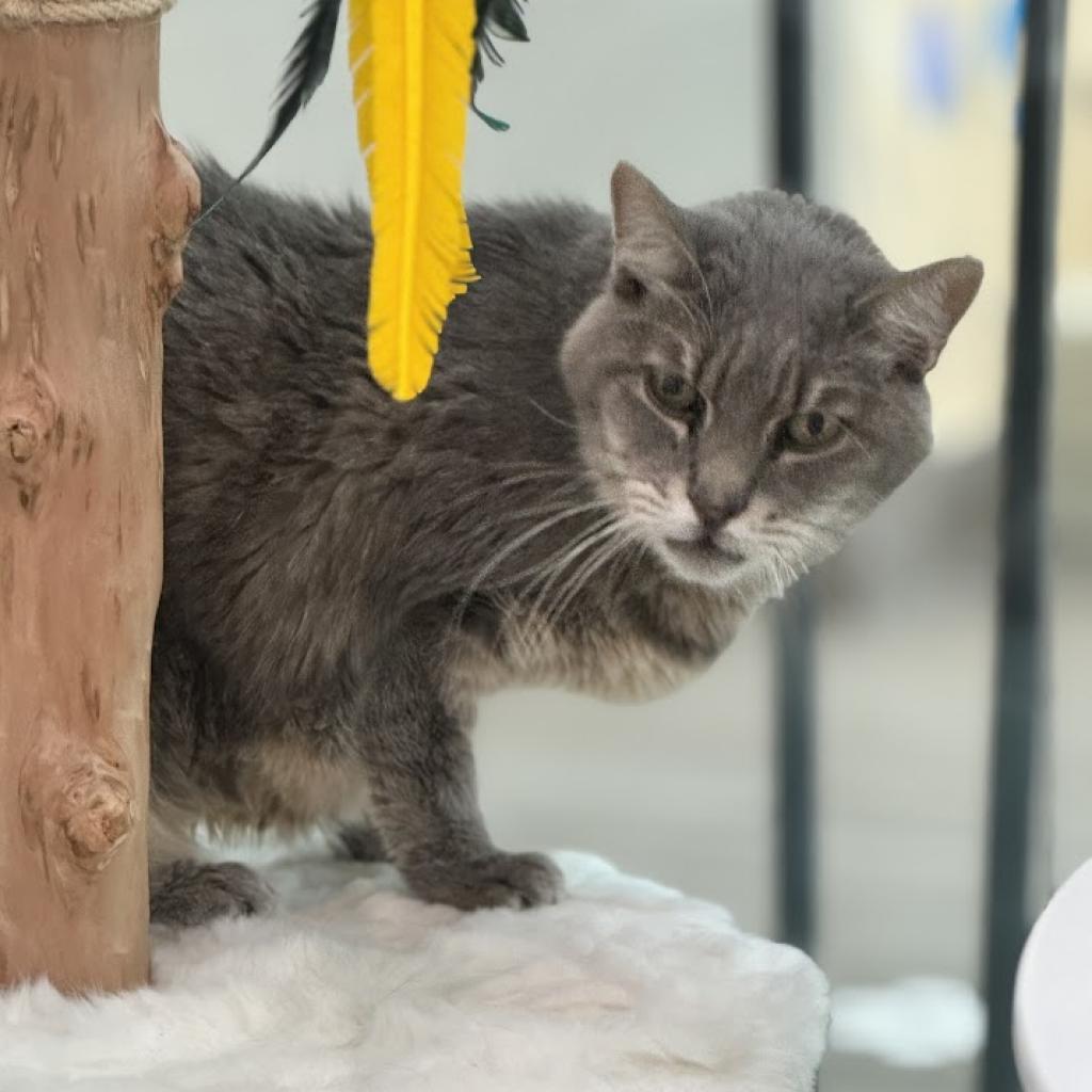 Grayson, an adoptable Domestic Short Hair in Jupiter, FL, 33458 | Photo Image 4