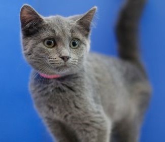 Zanie, an adoptable Domestic Short Hair in Powell, OH, 43065 | Photo Image 2