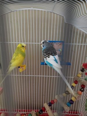 Fred and Willma, Adult Male unknown
