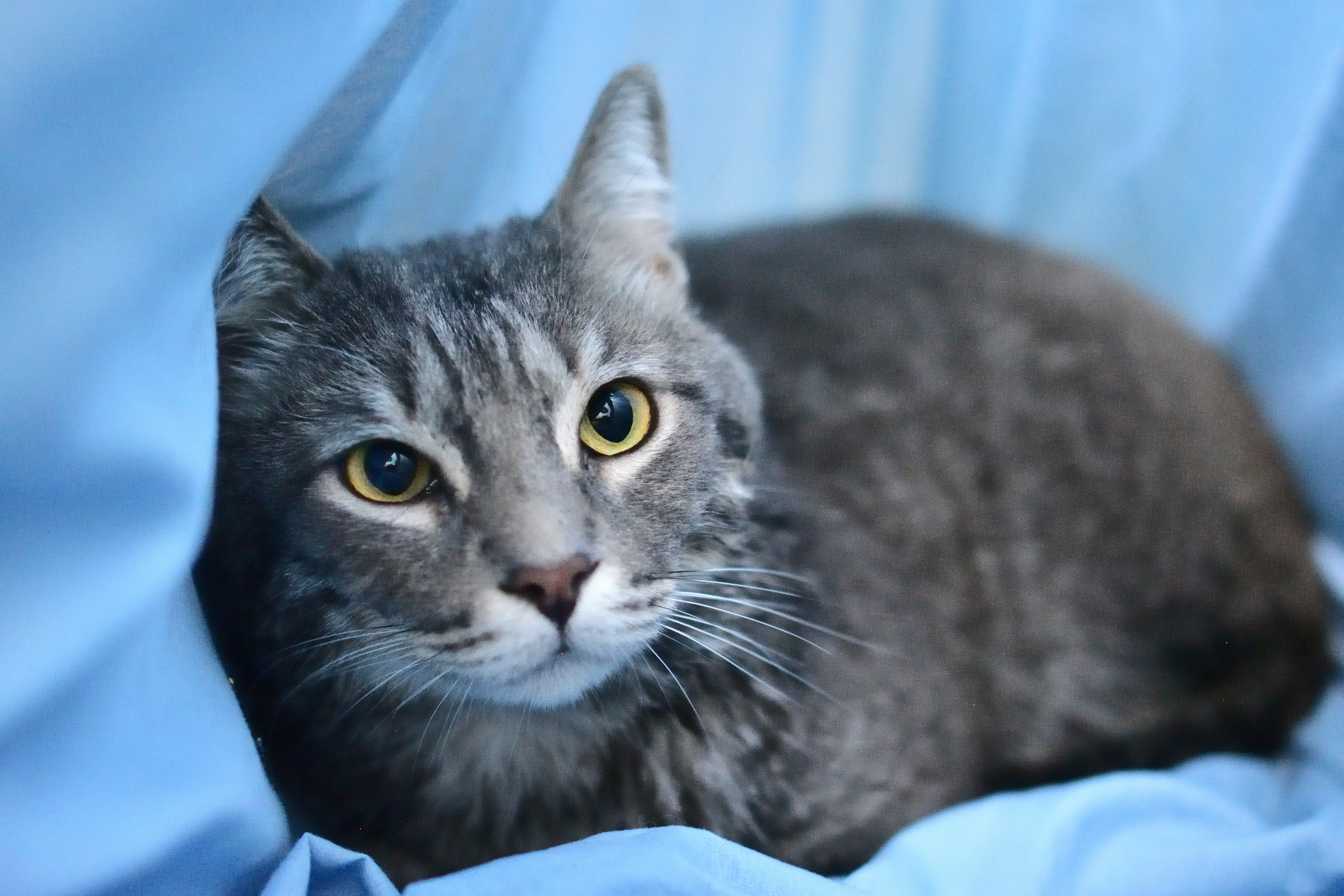 Jamie, an adoptable Bengal, Tabby in Newport Beach, CA, 92658 | Photo Image 1