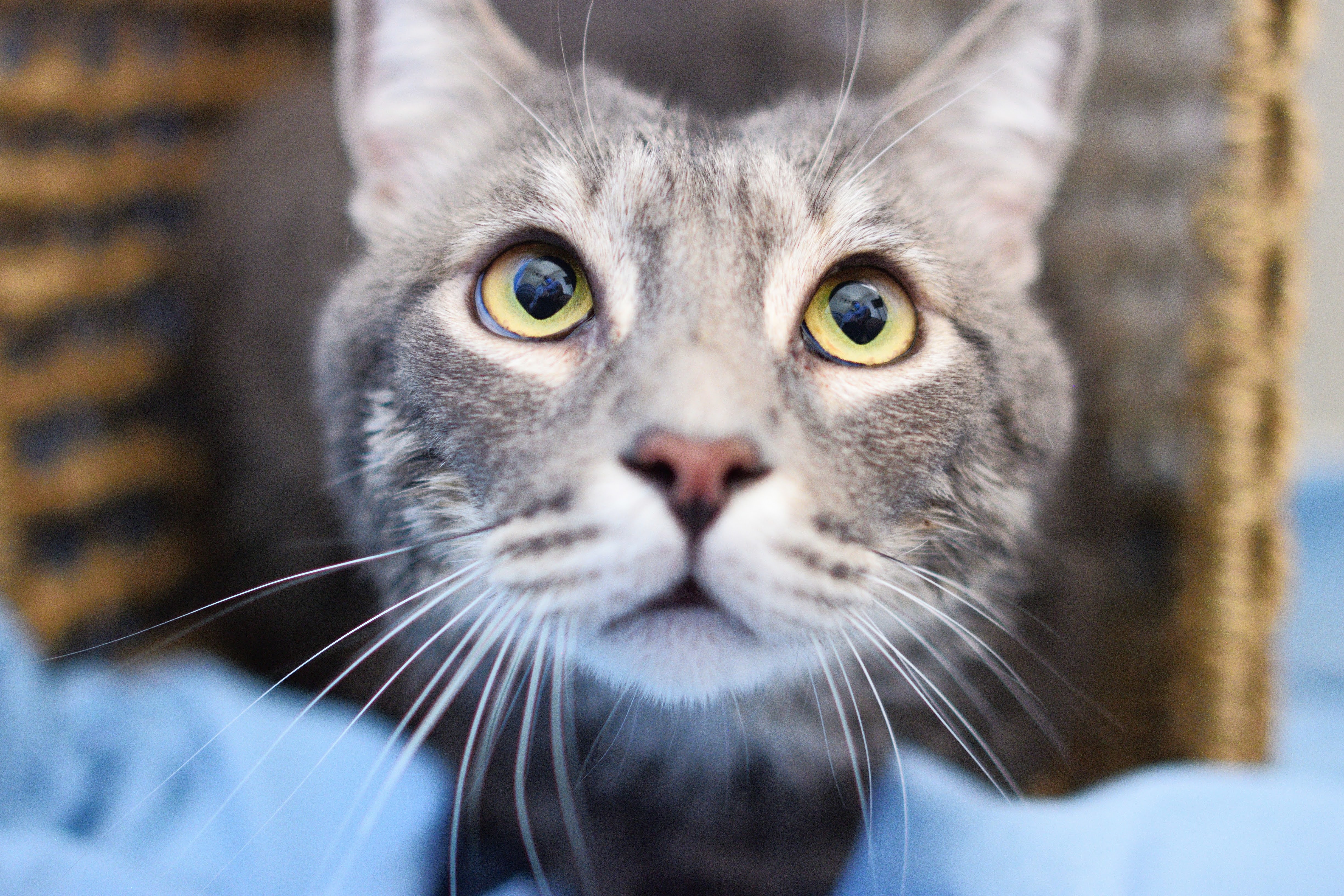 Jamie, an adoptable Bengal, Tabby in Newport Beach, CA, 92658 | Photo Image 5