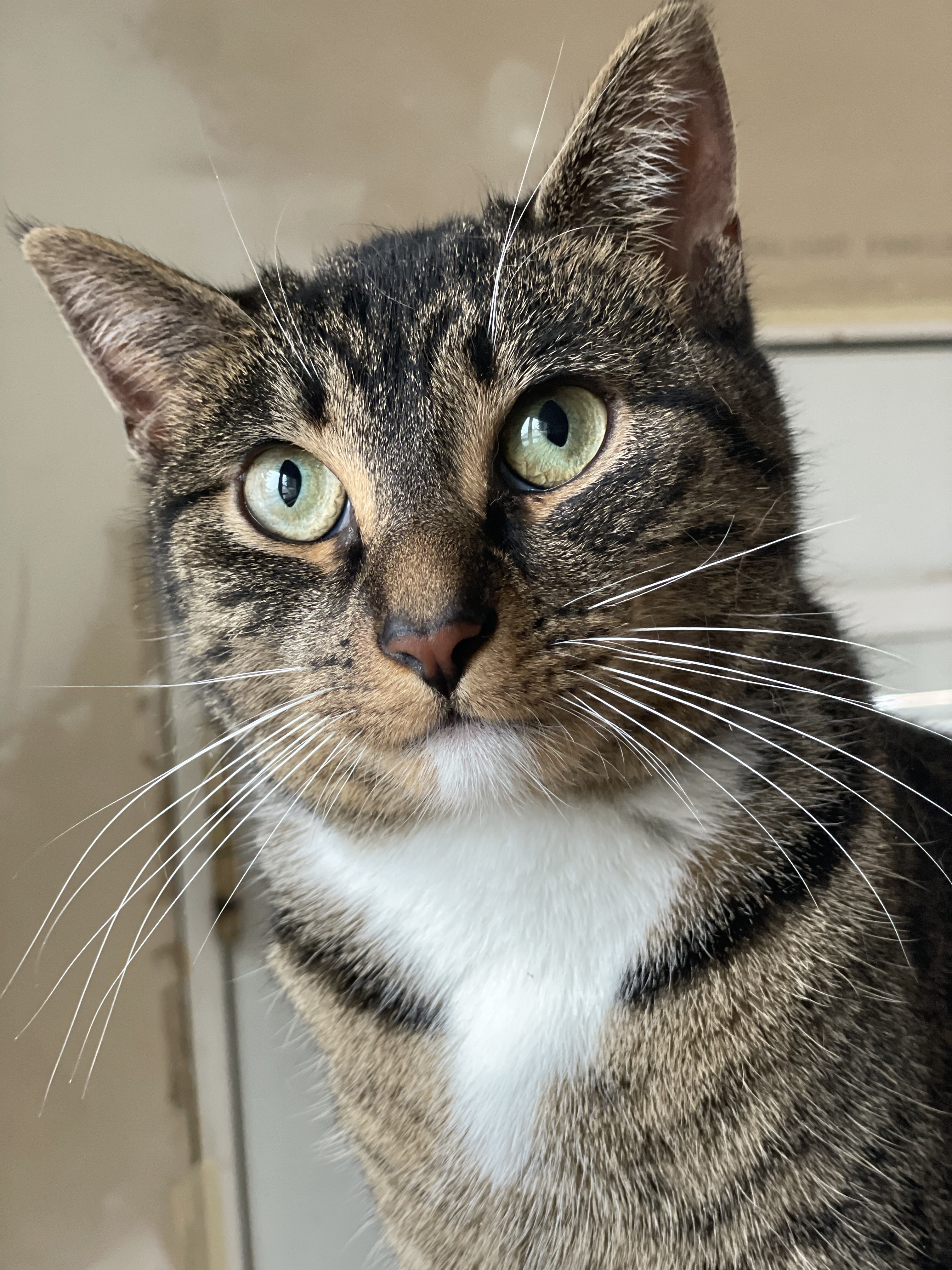 Cinderella  (NEEDS A SPECIAL HOME), an adoptable Tabby, Domestic Short Hair in Solon, OH, 44139 | Photo Image 2