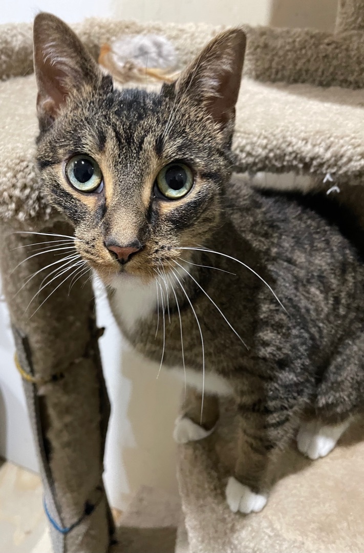 Cinderella  (NEEDS A SPECIAL HOME), an adoptable Tabby, Domestic Short Hair in Solon, OH, 44139 | Photo Image 1