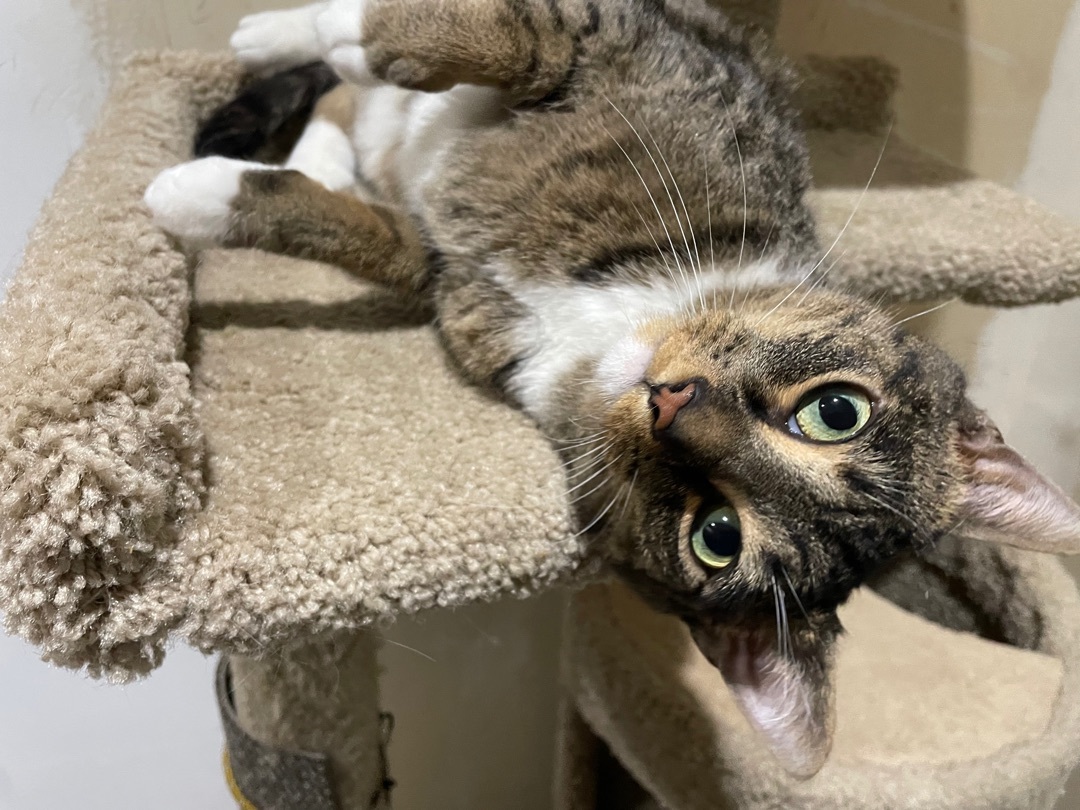 Cinderella  (NEEDS A SPECIAL HOME), an adoptable Tabby, Domestic Short Hair in Solon, OH, 44139 | Photo Image 4