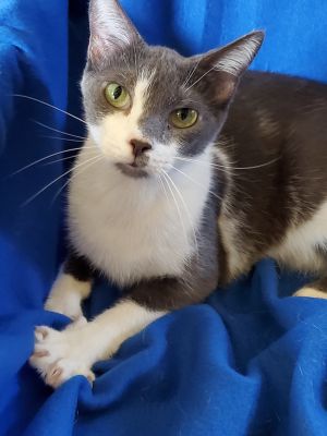 Valentino - Bottle Fed &amp; Hand-Raised, Adult Male unknown