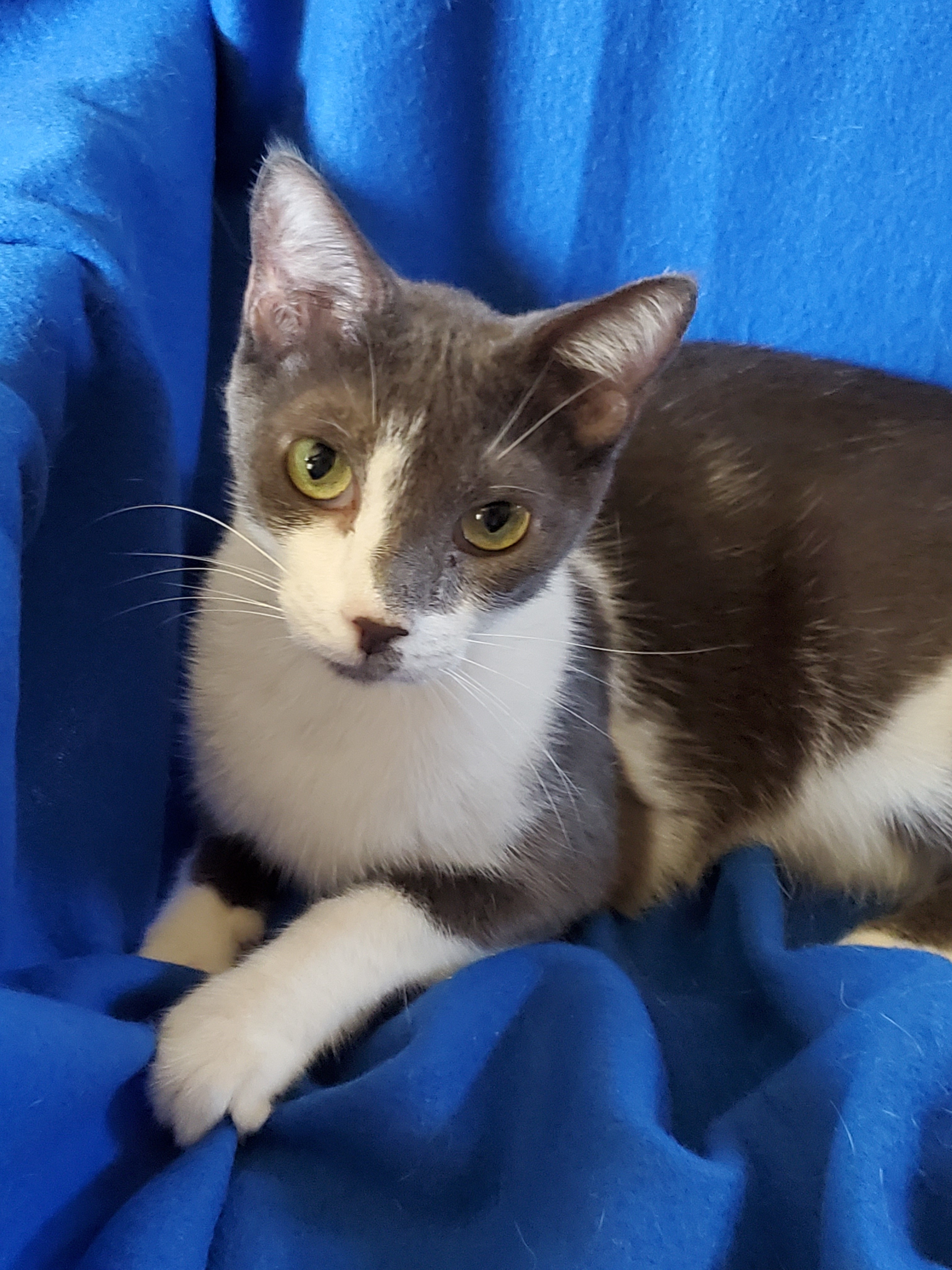 Valentino - Bottle Fed & Hand-Raised, an adoptable Domestic Short Hair, American Shorthair in Newport Beach, CA, 92658 | Photo Image 3