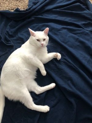 Todd, Adult Male Applehead Siamese