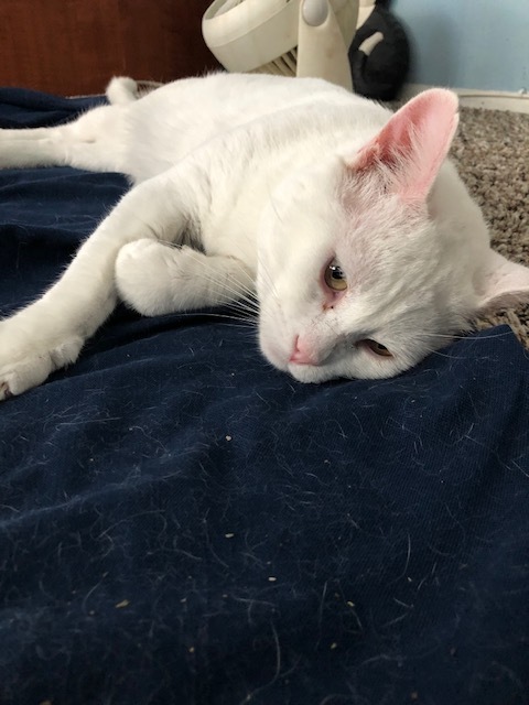 Todd, an adoptable Applehead Siamese, Oriental Tabby in Newport Beach, CA, 92658 | Photo Image 3