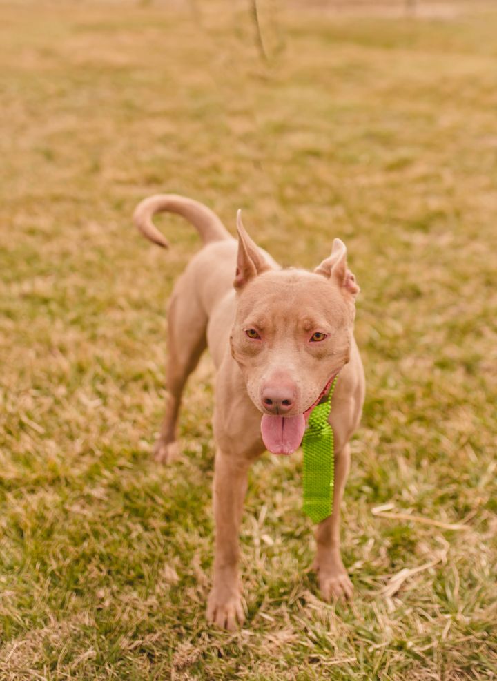 Lenny, an adopted American Staffordshire Terrier Mix in Fountaintown, IN_image-2