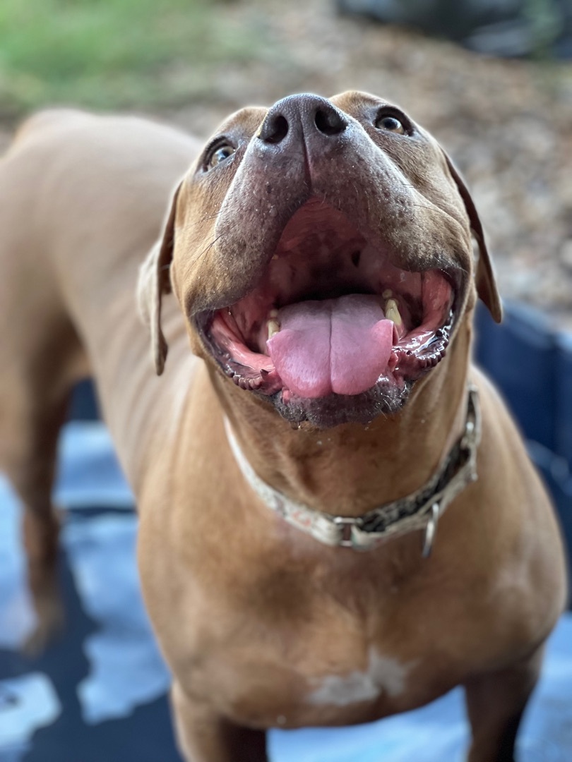 Penny, an adoptable Mastiff in Austin, TX, 78745 | Photo Image 2