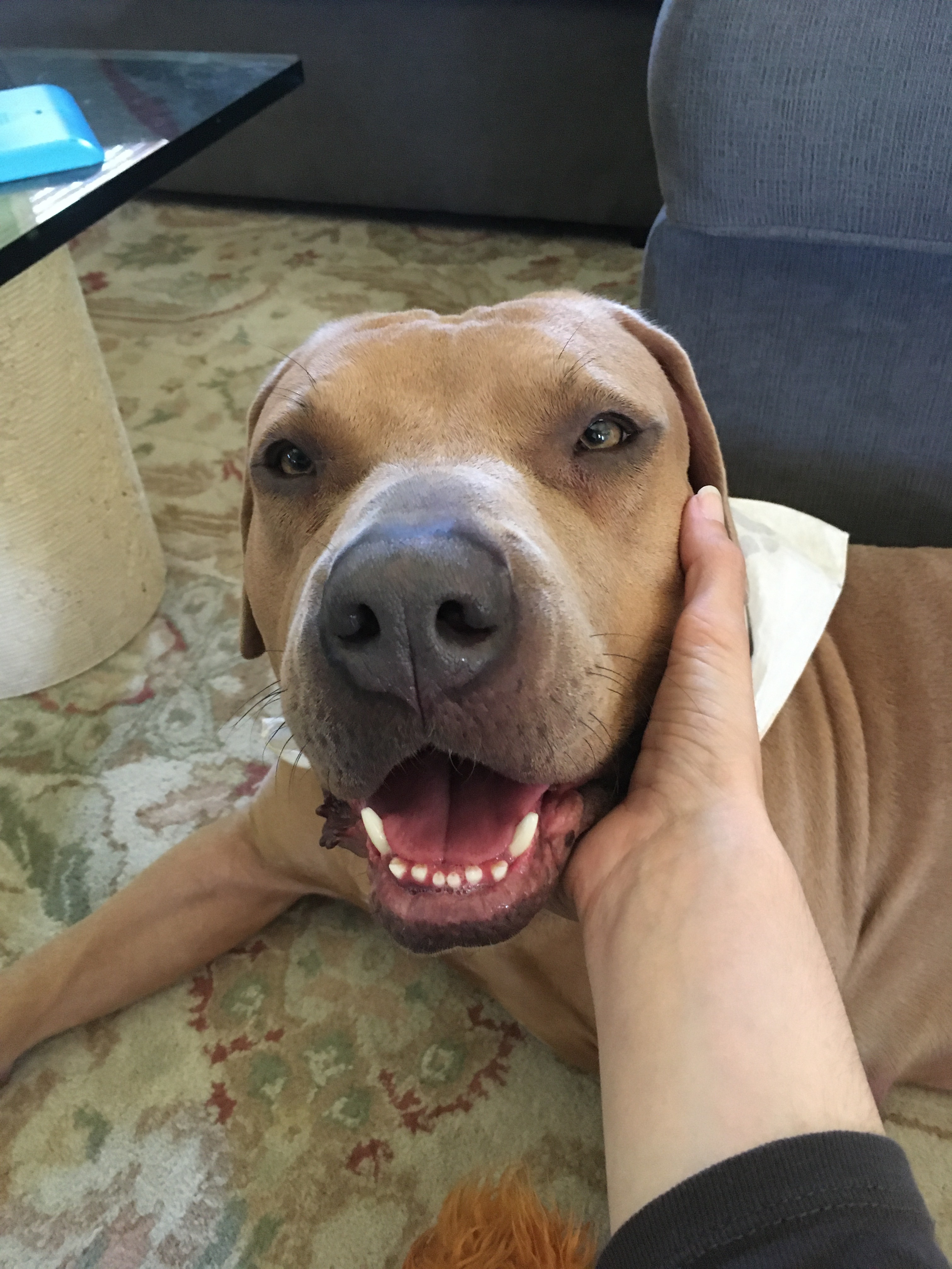 Penny, an adoptable Mastiff in Austin, TX, 78745 | Photo Image 1