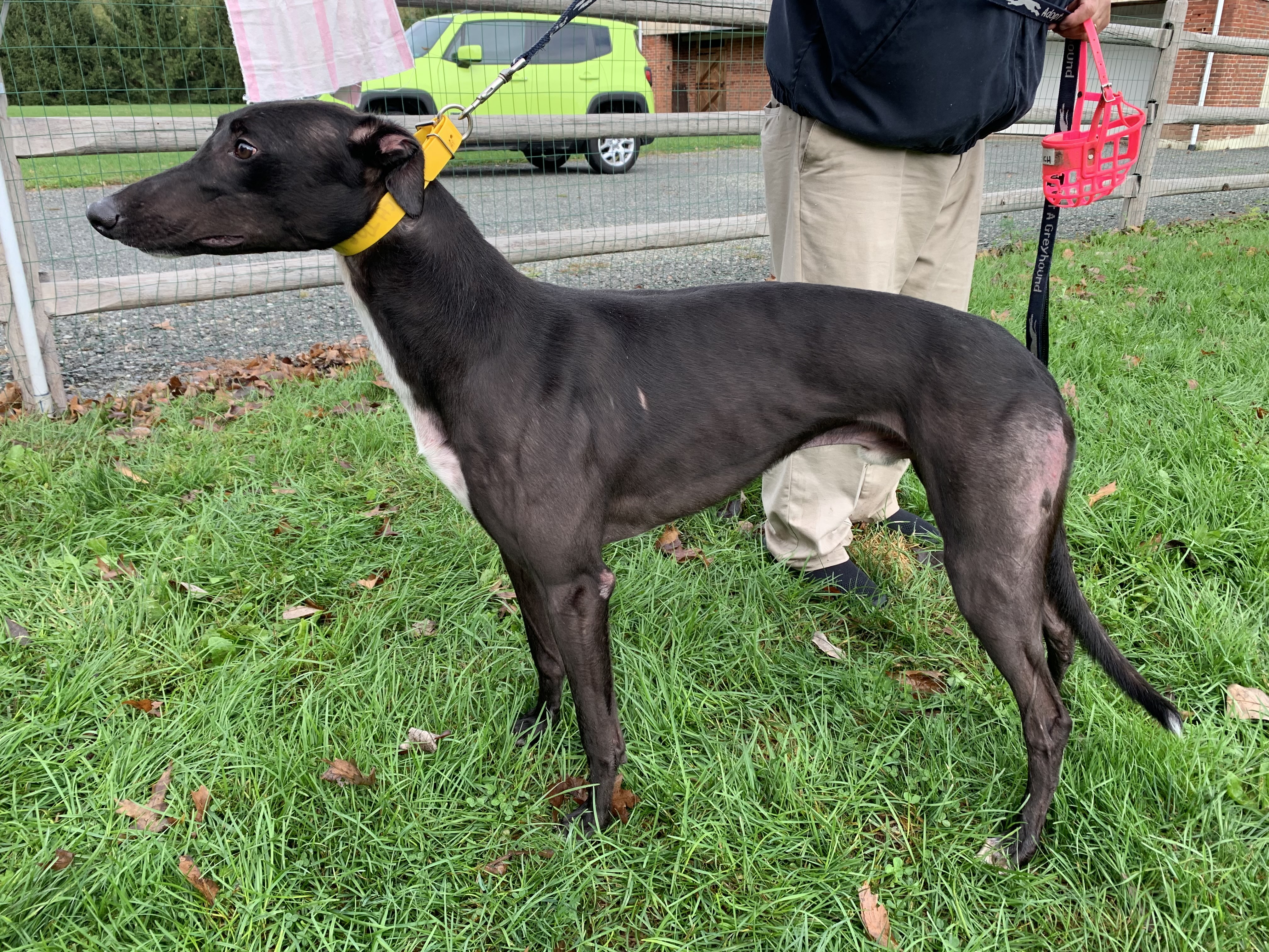 LD Rich The Kid, an adoptable Greyhound in Allentown, PA, 18104 | Photo Image 1