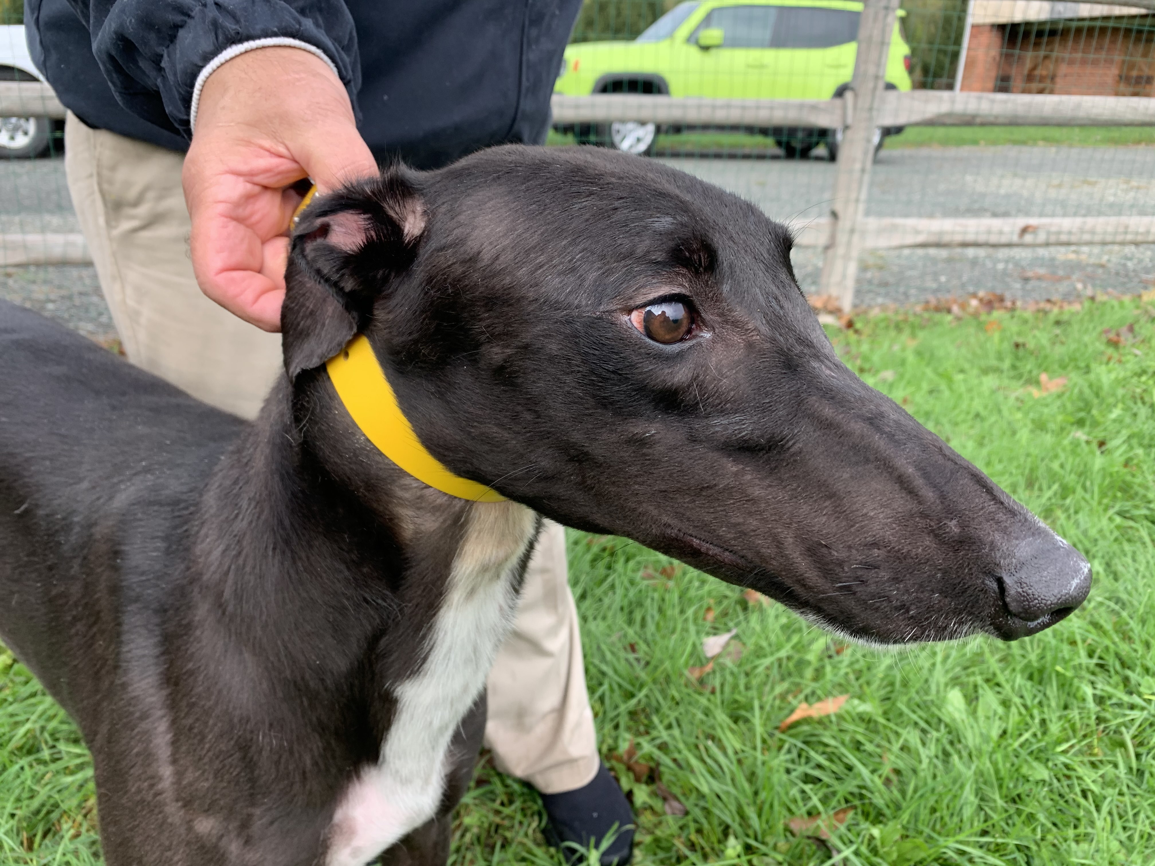 LD Rich The Kid, an adoptable Greyhound in Allentown, PA, 18104 | Photo Image 2