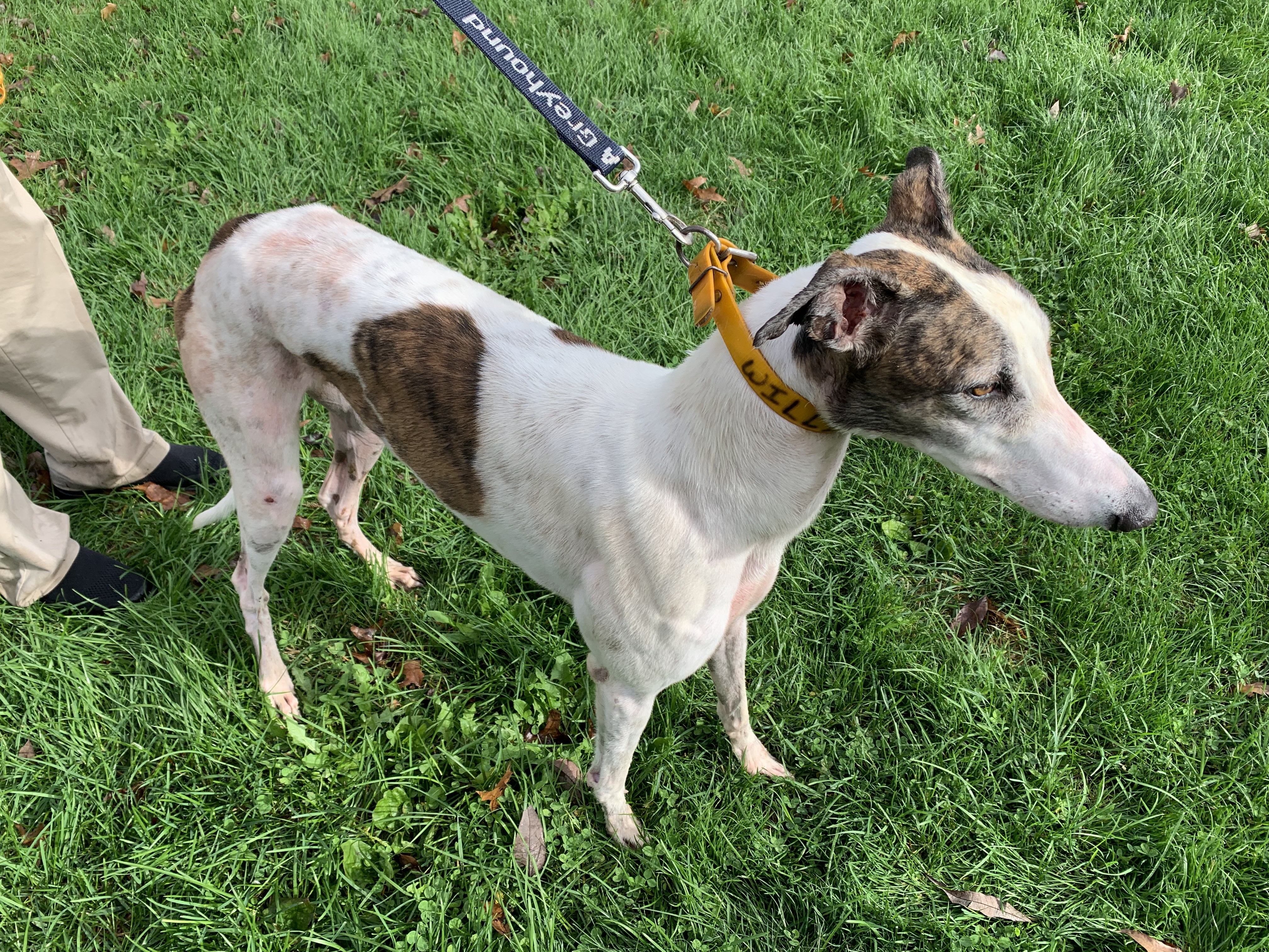 William Halsey - pending, an adoptable Greyhound in Allentown, PA, 18104 | Photo Image 2