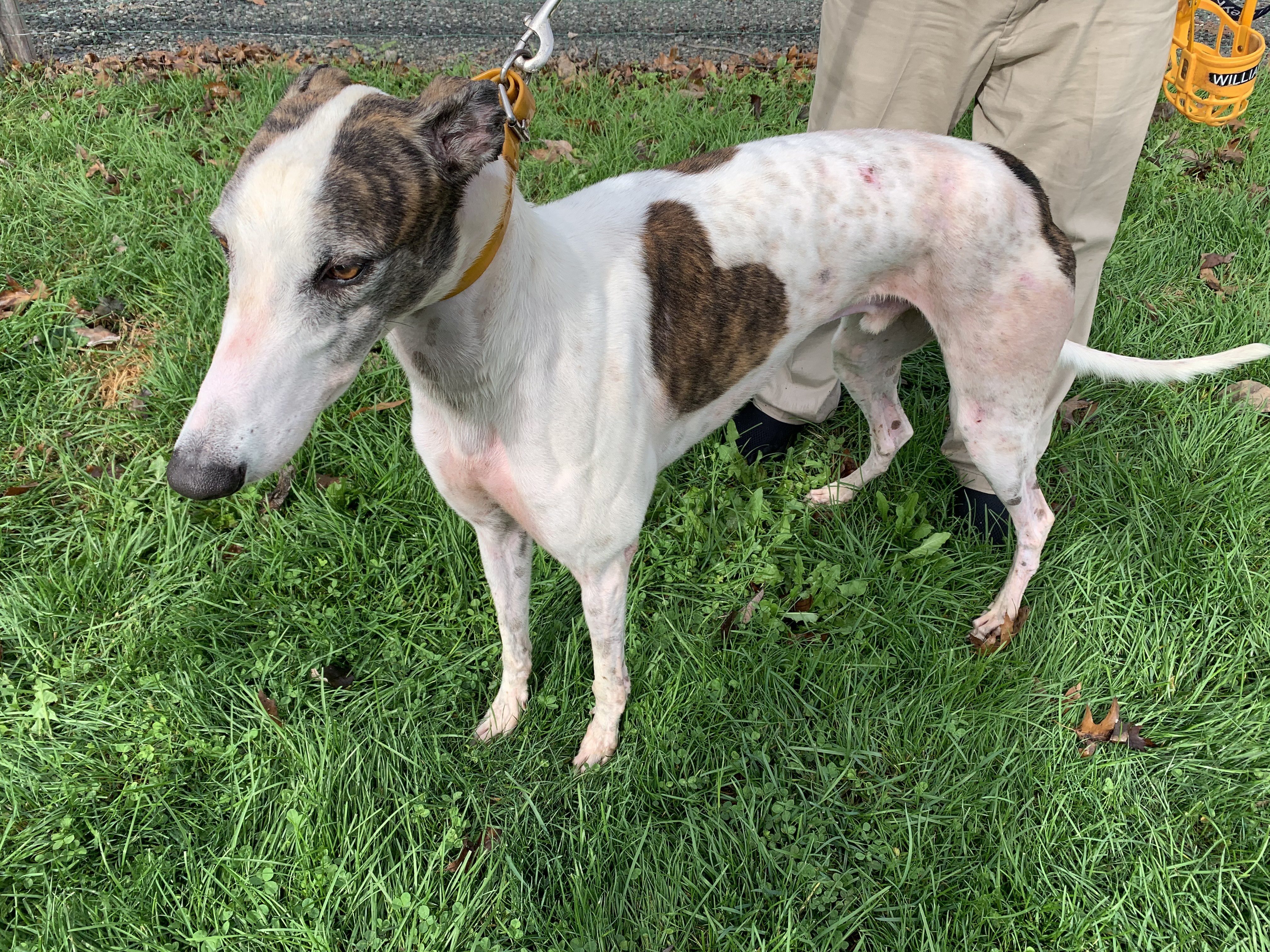 William Halsey - pending, an adoptable Greyhound in Allentown, PA, 18104 | Photo Image 1