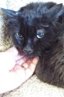 Splat, an adoptable Domestic Long Hair in Green Valley, AZ, 85614 | Photo Image 7