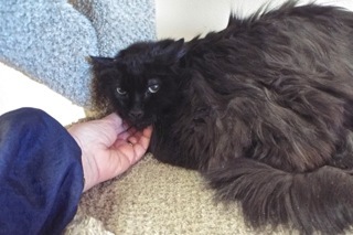 Splat, an adoptable Domestic Long Hair in Green Valley, AZ, 85614 | Photo Image 8