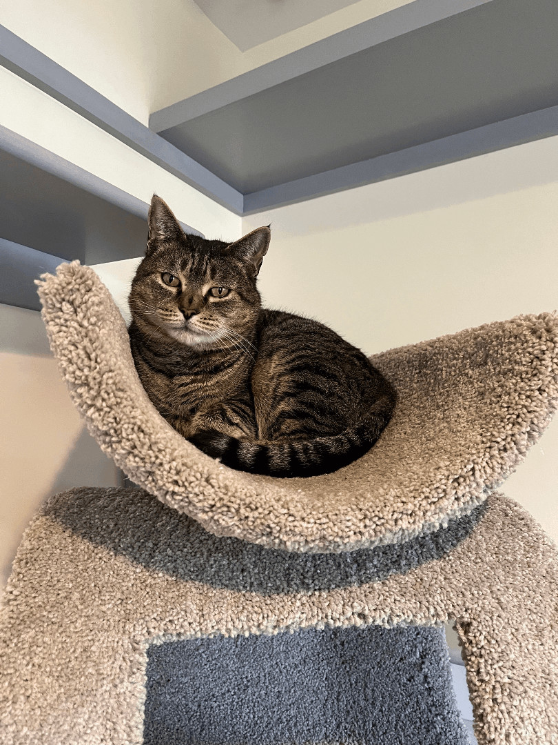 Captain Crunch, an adoptable Domestic Short Hair, Tiger in Manchester, CT, 06045 | Photo Image 4