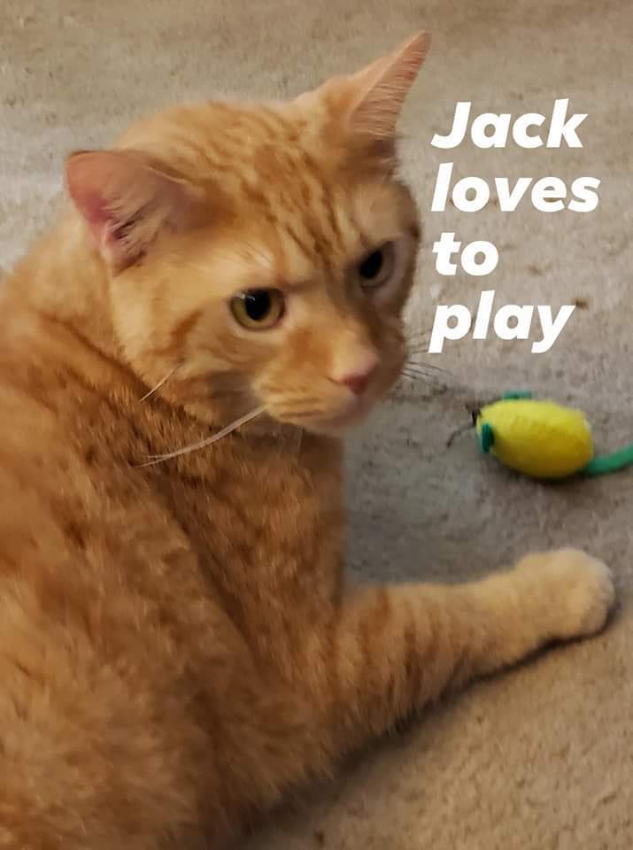 Jack - precious boy! 2