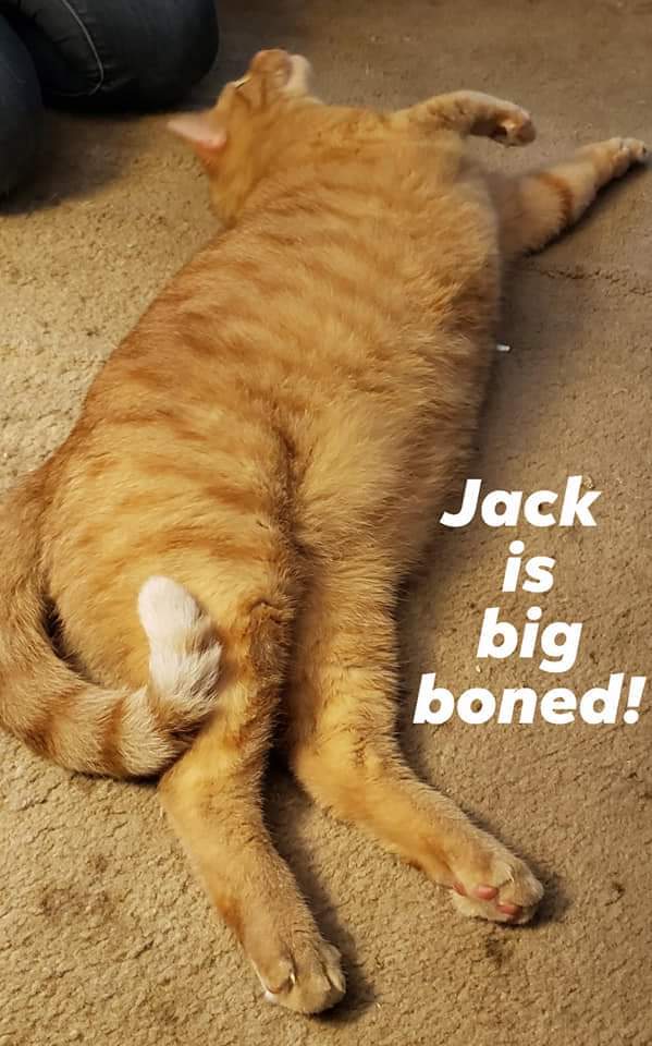 Jack - precious boy! 3
