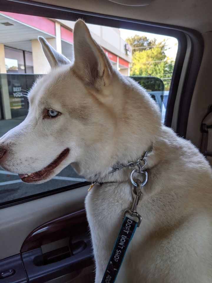 Dog for adoption - Olaf, a Siberian Husky in Lehigh Valley, PA | Petfinder