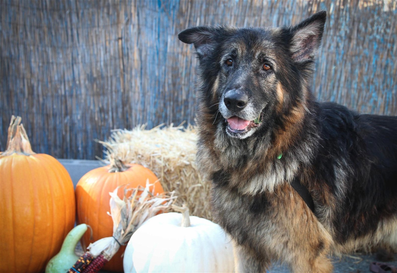 Sputnik, an adoptable German Shepherd Dog in Sonoma, CA, 95476 | Photo Image 1