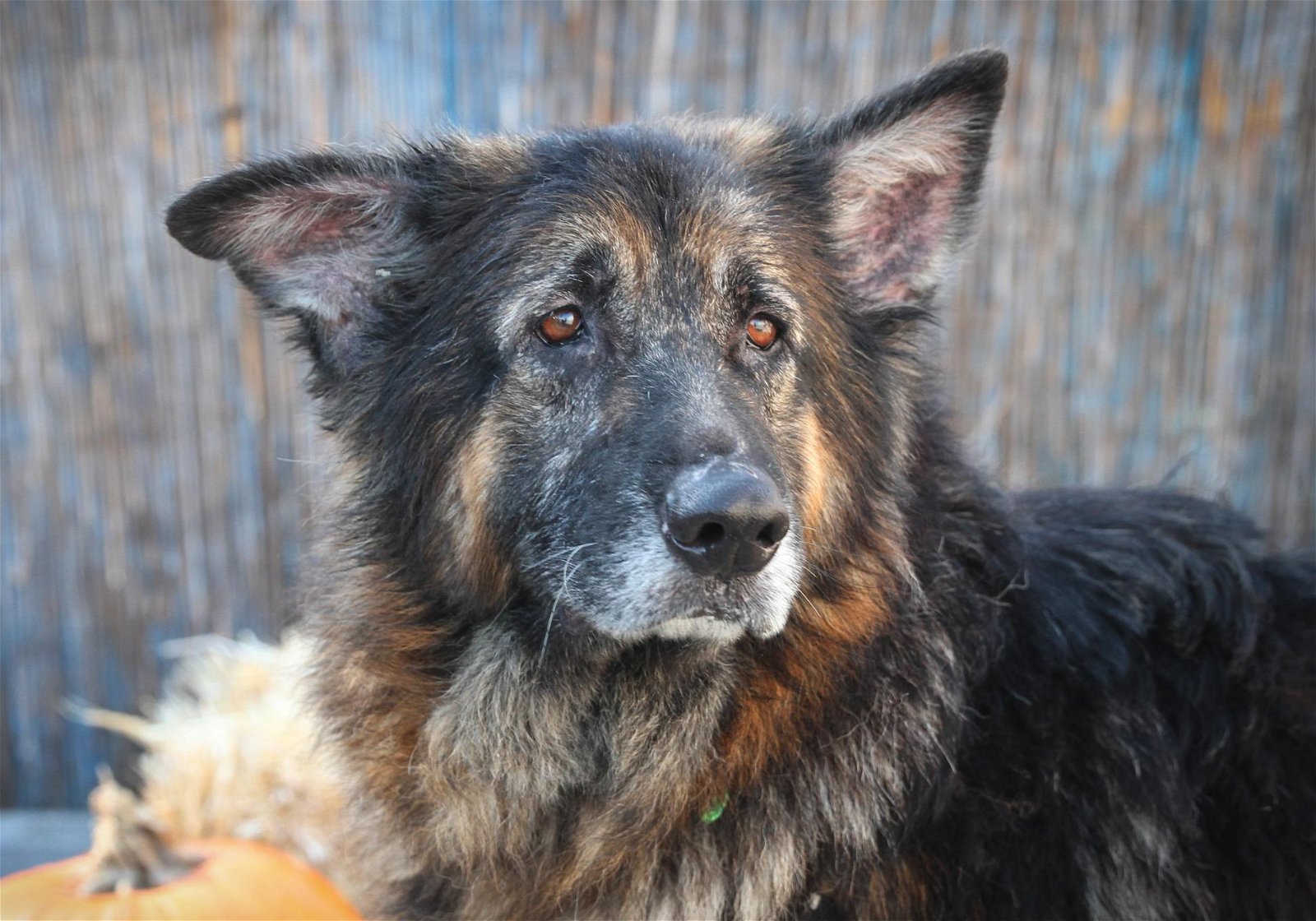 Sputnik, an adoptable German Shepherd Dog in Sonoma, CA, 95476 | Photo Image 2