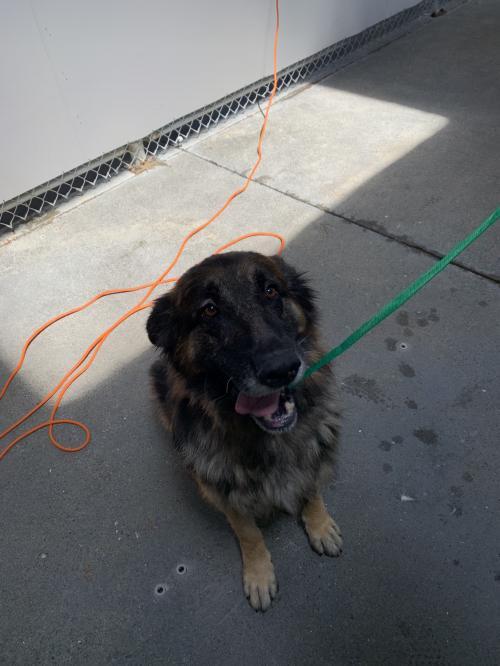 Sputnik, an adoptable German Shepherd Dog in Sonoma, CA, 95476 | Photo Image 3