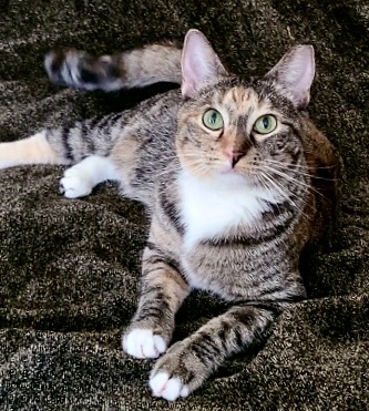 Nibbles, an adoptable Torbie in Spring, TX, 77386 | Photo Image 1