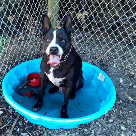 Fievel, an adoptable Pit Bull Terrier, Australian Kelpie in Lompoc, CA, 93436 | Photo Image 1