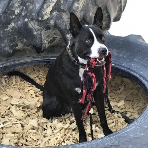 Fievel, an adoptable Pit Bull Terrier, Australian Kelpie in Lompoc, CA, 93436 | Photo Image 5