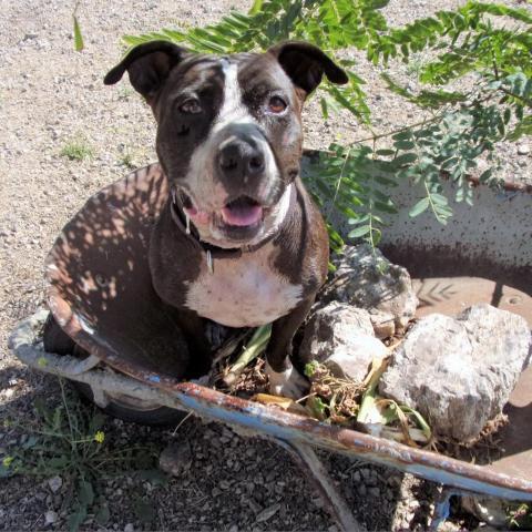 China, an adoptable Pit Bull Terrier in Lompoc, CA, 93436 | Photo Image 1