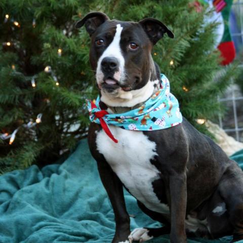 China, an adoptable Pit Bull Terrier in Lompoc, CA, 93436 | Photo Image 2