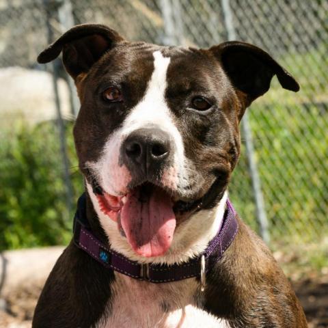 China, an adoptable Pit Bull Terrier in Lompoc, CA, 93436 | Photo Image 6