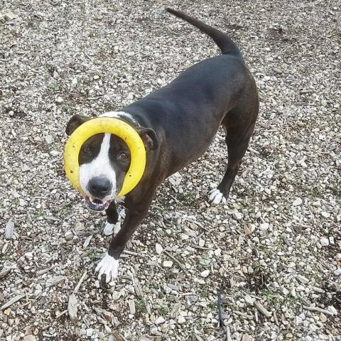 China, an adoptable Pit Bull Terrier in Lompoc, CA, 93436 | Photo Image 6