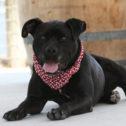 Ollie, an adoptable American Staffordshire Terrier in Lompoc, CA, 93436 | Photo Image 1