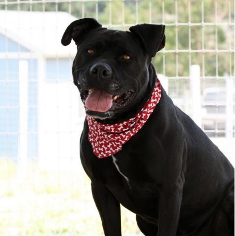 Ollie, an adoptable American Staffordshire Terrier in Lompoc, CA, 93436 | Photo Image 2