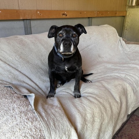 Ollie, an adoptable American Staffordshire Terrier in Lompoc, CA, 93436 | Photo Image 3