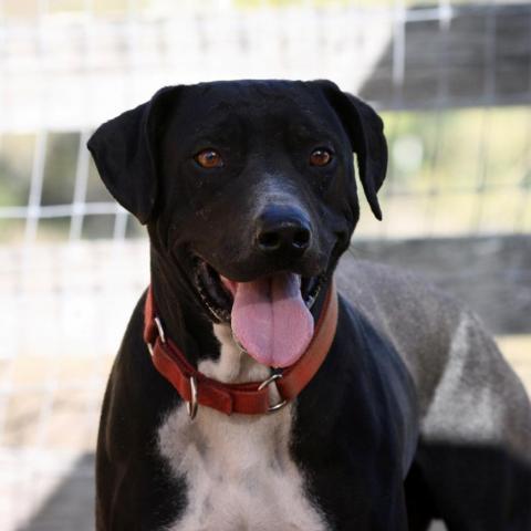 Jackson, an adoptable Mixed Breed, Catahoula Leopard Dog in Lompoc, CA, 93436 | Photo Image 1