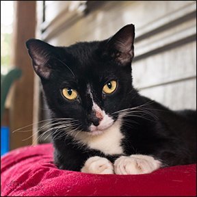 Checkers, an adoptable American Shorthair in Shreveport, LA, 71119 | Photo Image 1