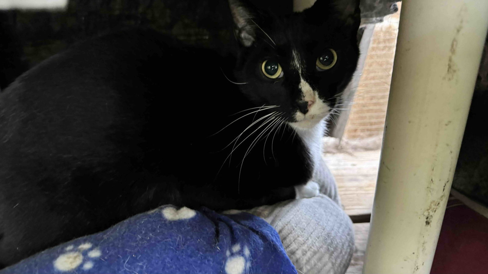 Checkers, an adoptable American Shorthair in Shreveport, LA, 71119 | Photo Image 2