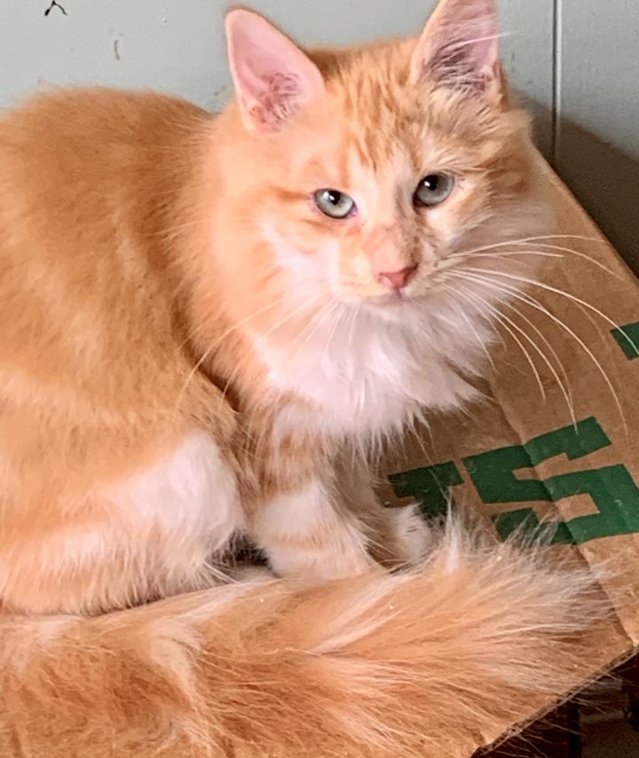 Cat for adoption Ginger, a Tabby & Domestic Long Hair Mix in Langley, WA Petfinder