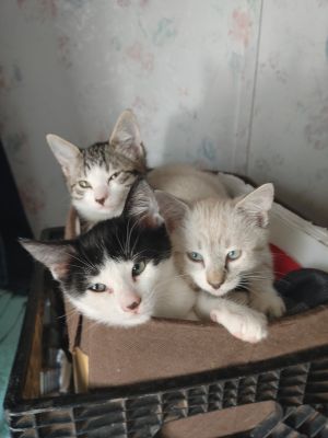 Elizabeth's Four Kittens