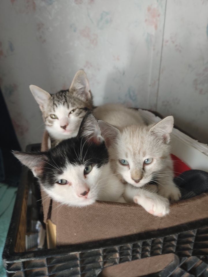 Elizabeth's Four Kittens 1